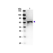 Anti-BOVINE ALBUMIN (RABBIT) Antibody (BSA), 2mL, Lyophilized