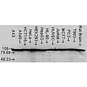 Anti-HSP90aß (MOUSE) Monoclonal Antibody, 100µg, Liquid (sterile filtered)