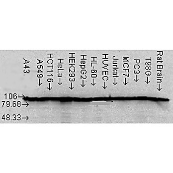 Anti-HSP90aß (MOUSE) Monoclonal Antibody, 100µg, Liquid (sterile filtered)