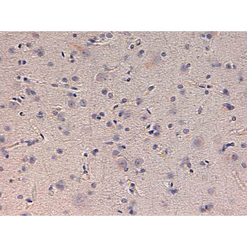 Anti-Kinesin-1 (Rabbit) Antibody , 100µL, Liquid (sterile filtered)