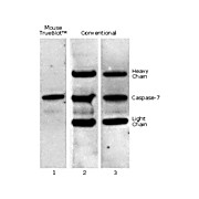 Mouse TrueBlot® ULTRA: Anti-Mouse Ig HRP, 50µL, Liquid (sterile filtered)