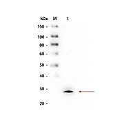 Anti-GSTM1 (MOUSE) Monoclonal Antibody, 100µg, Liquid (sterile filtered)