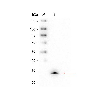 Anti-GSTM1 (MOUSE) Monoclonal Antibody, 100µg, Liquid (sterile filtered)