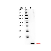 Anti-STREPTAVIDIN (RABBIT) Antibody, 2mL, Lyophilized