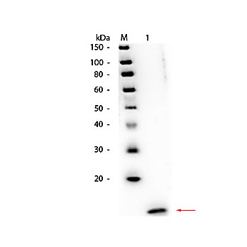 Anti-STREPTAVIDIN (RABBIT) Antibody, 2mL, Lyophilized