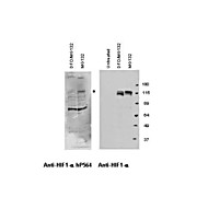 Anti-Hif-1a hydroxy P564 (RABBIT) Antibody, 100µL, Liquid (sterile filtered)