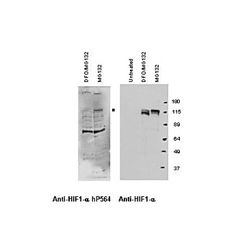 Anti-Hif-1a hydroxy P564 (RABBIT) Antibody, 100µL, Liquid (sterile filtered)