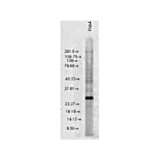 Anti-RAB4 (RABBIT) Antibody, 100µL, Liquid (sterile filtered)