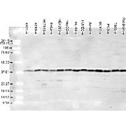 Anti-p38 (RABBIT) Antibody, 100µL, Liquid (sterile filtered)