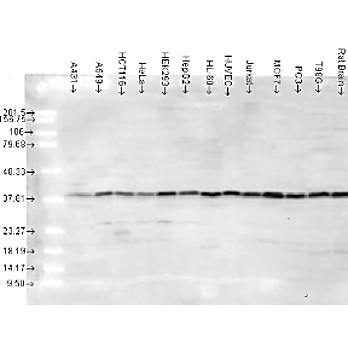 Anti-p38 (RABBIT) Antibody, 100µL, Liquid (sterile filtered)