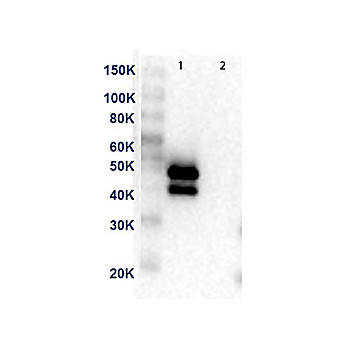 MEK1 C-Term Antibody [13B6] 25µL