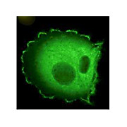 Anti-HEF1 (aa 82-398) (MOUSE) Monoclonal Antibody, 100µg, Liquid  [2G9] (sterile filtered)