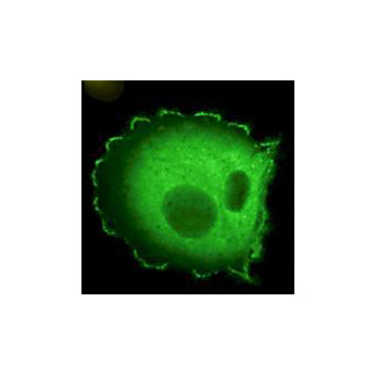 Anti-HEF1 (aa 82-398) (MOUSE) Monoclonal Antibody, 100µg, Liquid  [2G9] (sterile filtered)