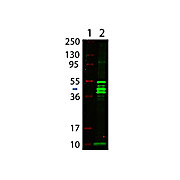 Anti-MALTOSE BINDING PROTEIN (MBP) EPITOPE TAG (RABBIT) Antibody, 1mg, Lyophilized