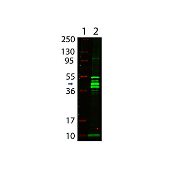 Anti-MALTOSE BINDING PROTEIN (MBP) EPITOPE TAG (RABBIT) Antibody, 1mg, Lyophilized