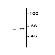 COBRA 1 Antibody [F7E4] 100µL