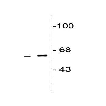 COBRA 1 Antibody [F7E4] 100µL