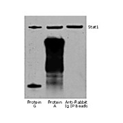 Rabbit TrueBlot®: Anti-Rabbit IgG HRP, 50µL, Liquid (sterile filtered)