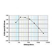 Anti-KDM1B (RABBIT) Antibody, 100µL, Liquid (sterile filtered)