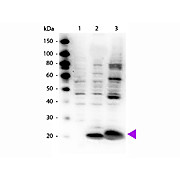 Anti-Myosin pS19/pS20 (RABBIT) Antibody, 100µL, Liquid (sterile filtered)