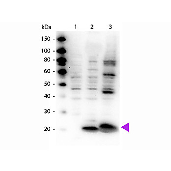 Anti-Myosin pS19/pS20 (RABBIT) Antibody, 100µL, Liquid (sterile filtered)