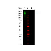 Fluorescent TrueBlot®: Anti-Rabbit IgG DyLight™ 800, 100µL, Lyophilized