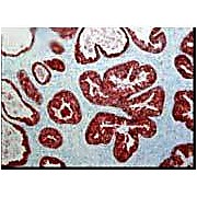 Anti-FKBP52 (MOUSE) Monoclonal Antibody, 100µg, Liquid (sterile filtered)