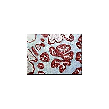 Anti-FKBP52 (MOUSE) Monoclonal Antibody, 100µg, Liquid (sterile filtered)