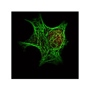 Anti-Keratin (MOUSE) Monoclonal Antibody, 100µg, Liquid (sterile filtered)