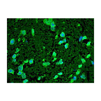 Anti-HSP22 (RABBIT) Antibody, 100µL, Liquid (sterile filtered)
