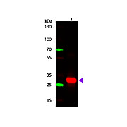 Anti-HUMAN IgG F(c) (RABBIT) Antibody, 2mL, Lyophilized