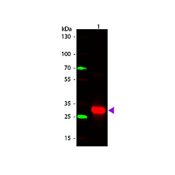 Anti-HUMAN IgG F(c) (RABBIT) Antibody, 2mL, Lyophilized