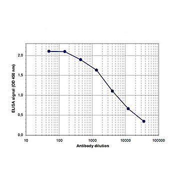 Anti-Brd2 (RABBIT) Antibody, 100µL, Liquid (sterile filtered)