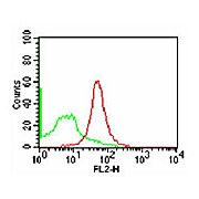 CD47 Phycoerythrin Antibody [B6H12]