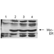Anti-c-myc (RABBIT) Antibody, 100µL, Liquid (sterile filtered)