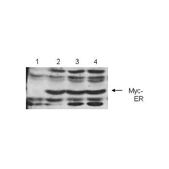 Anti-c-myc (RABBIT) Antibody, 100µL, Liquid (sterile filtered)