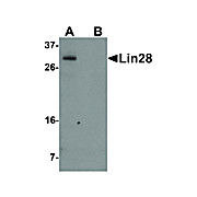 LIN28 Antibody [1G9H9] 100µg