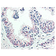 Anti-AKT pS473 (MOUSE) Monoclonal Antibody, 25µL, Liquid (sterile filtered)