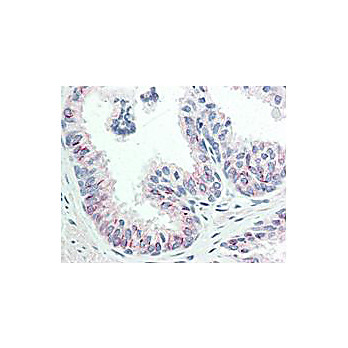 Anti-AKT pS473 (MOUSE) Monoclonal Antibody, 25µL, Liquid (sterile filtered)
