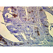 Anti-Hsp70/Hsc70 (MOUSE) Monoclonal Antibody, 200µg, Liquid (sterile filtered)