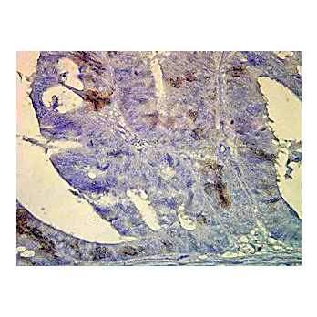 Anti-Hsp70/Hsc70 (MOUSE) Monoclonal Antibody, 200µg, Liquid (sterile filtered)