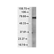 TrpV3 Antibody [S15-39] 100µg