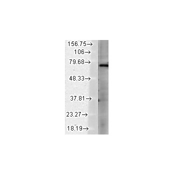 TrpV3 Antibody [S15-39] 100µg
