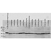 Anti-PDI (RABBIT) Antibody, 100µL, Liquid (sterile filtered)