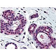 Anti-cdk2 (RABBIT) Antibody, 25µL, Liquid (sterile filtered)