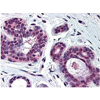 Anti-cdk2 (RABBIT) Antibody, 25µL, Liquid (sterile filtered)