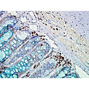 Anti-HSP90 (MOUSE) Monoclonal Antibody, 200µg, Liquid (sterile filtered)