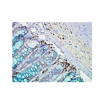 Anti-HSP90 (MOUSE) Monoclonal Antibody, 200µg, Liquid (sterile filtered)