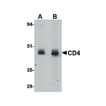 Anti-CD4 (MOUSE) Antibody, 100µg, Liquid[8G1B12]  (sterile filtered)