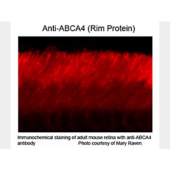 ABCA4 Rim Protein Antibody [3F4] 100µL
